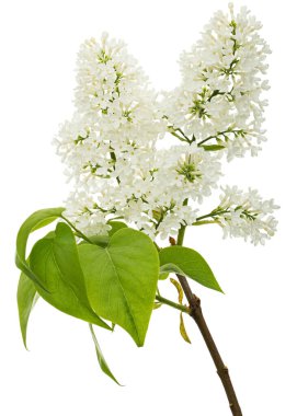 Flowers of white lilac, isolated on white background