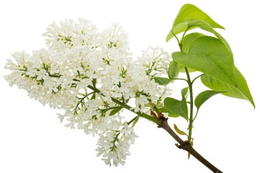 Flowers of white lilac, isolated on white background