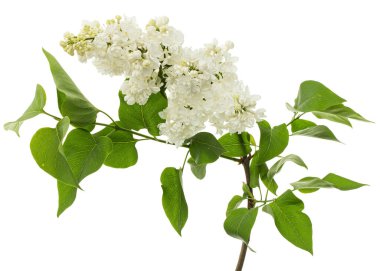 Flowers of white lilac, isolated on white background