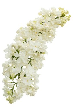 Flowers of white lilac, isolated on white background