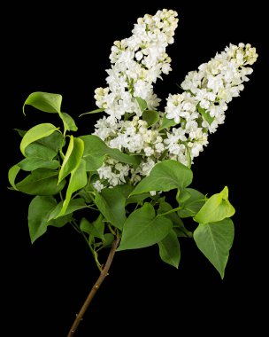 Flowers of white lilac, isolated on black background