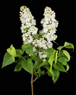 Flowers of white lilac, isolated on black background
