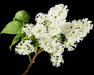 Flowers of white lilac, isolated on black background