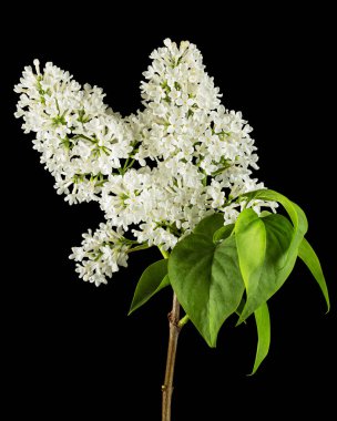 Flowers of white lilac, isolated on black background