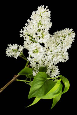 Flowers of white lilac, isolated on black background