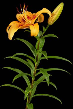 Asyalı zambakların portakal çiçeği, siyah arka planda izole edilmiş.