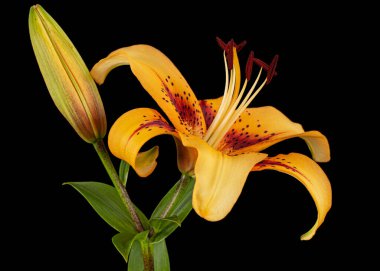 Asyalı zambakların portakal çiçeği, siyah arka planda izole edilmiş.