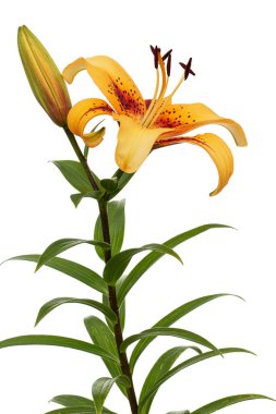 Asyalı zambak portakal çiçeği, beyaz arka planda izole edilmiş.