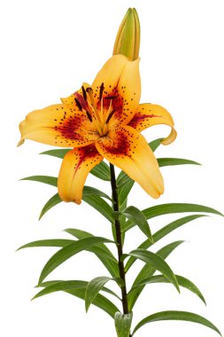 Asyalı zambak portakal çiçeği, beyaz arka planda izole edilmiş.