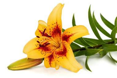 Asyalı zambak portakal çiçeği, beyaz arka planda izole edilmiş.