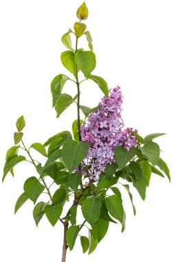 Branch of blooming lilacs, Syringa vulgaris, isolated on white background