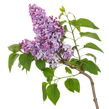 Branch of blooming lilacs, Syringa vulgaris, isolated on white background