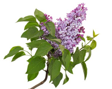 Branch of blooming lilacs, Syringa vulgaris, isolated on white background
