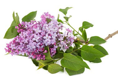 Branch of blooming lilacs, Syringa vulgaris, isolated on white background