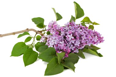 Branch of blooming lilacs, Syringa vulgaris, isolated on white background