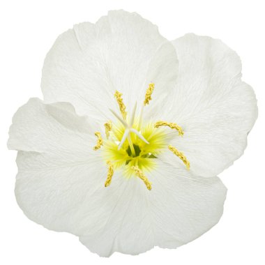 White flower of Oenothera, isolated on white background