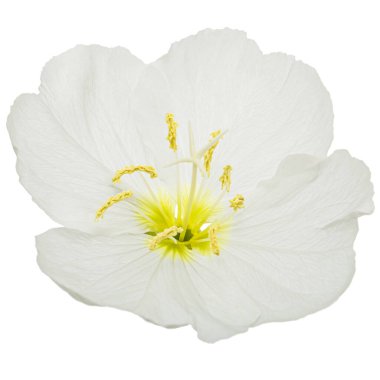 White flower of Oenothera, isolated on white background