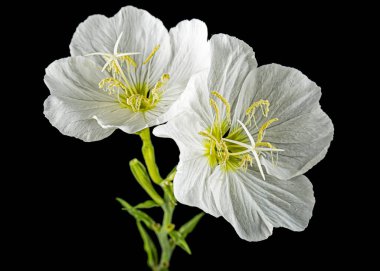 Two white flower of Oenothera, isolated on black background