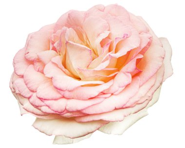 Beyaz arka planda izole edilmiş pembe gül çiçeği.