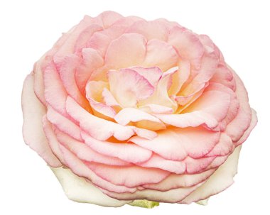 Beyaz arka planda izole edilmiş pembe gül çiçeği.