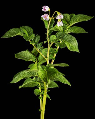 Pink potato fliwers, isolated on black background