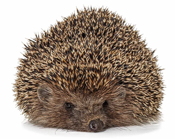 Common Hedgehog European Hedgehog Also Known West European Hedgehog Lat — 스톡 사진