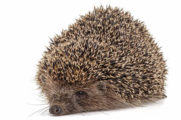 Common Hedgehog European Hedgehog Also Known West European Hedgehog Lat — 스톡 사진