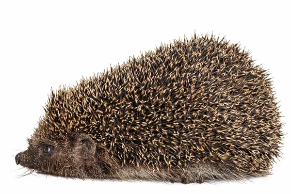 Common Hedgehog European Hedgehog Also Known West European Hedgehog Lat — Stock fotografie