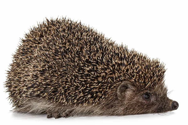Common Hedgehog European Hedgehog Also Known West European Hedgehog Lat — 스톡 사진