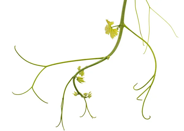 Vine Branch Tendrils Young Leaves Fresh Young Vine Leaves Isolated — 图库照片