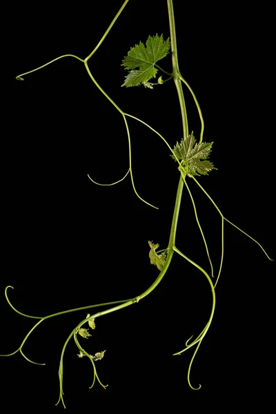 Vine branch with tendrils and young leaves, fresh young vine leaves, isolated on black background