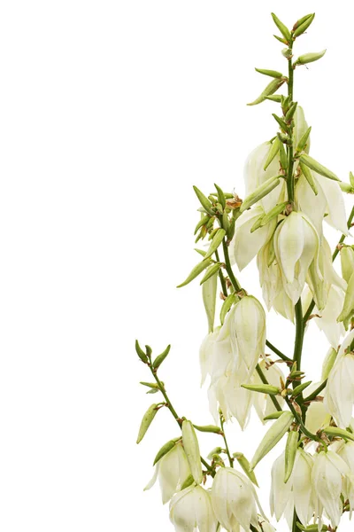 White Flowers Yucca Isolated White Backgroun — Stock fotografie