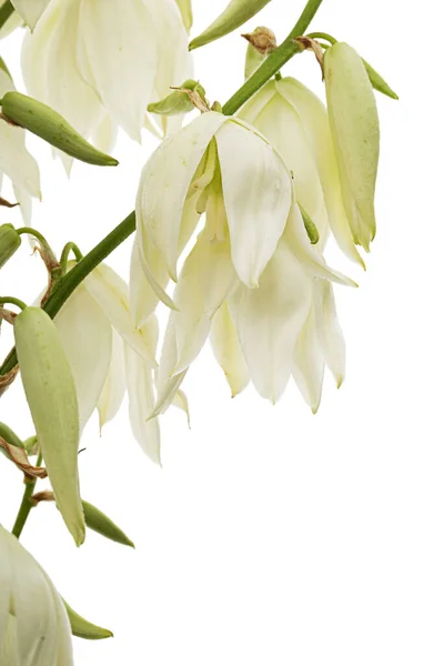 White Flowers Yucca Isolated White Backgroun — стоковое фото