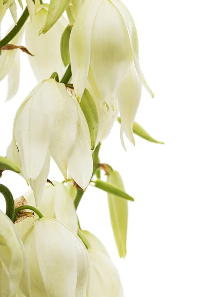 White Flowers Yucca Isolated White Backgroun — стоковое фото
