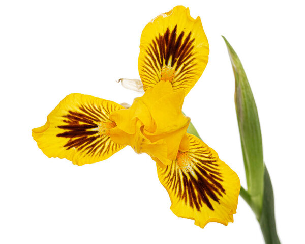 Yellow flower of iris, isolated on white background