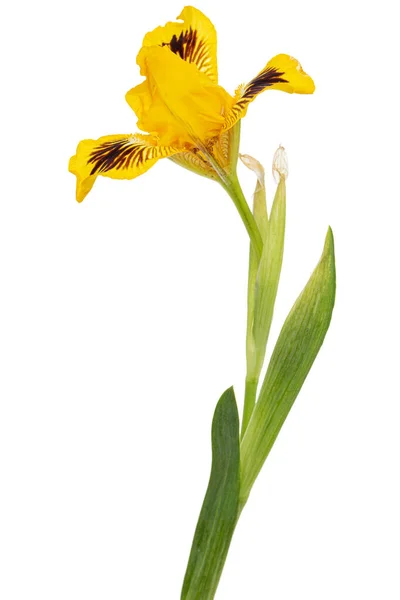 Желтый Цветок Радужной Оболочки Выделенный Белом Фоне — стоковое фото