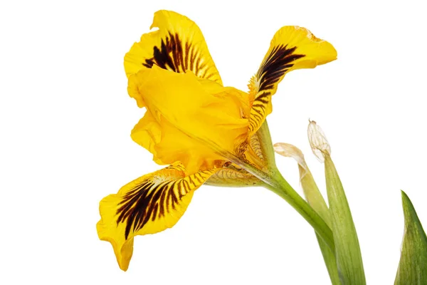 Flor Amarilla Iris Aislada Sobre Fondo Blanco — Foto de Stock