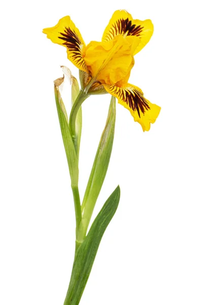 Flor Amarilla Iris Aislada Sobre Fondo Blanco — Foto de Stock