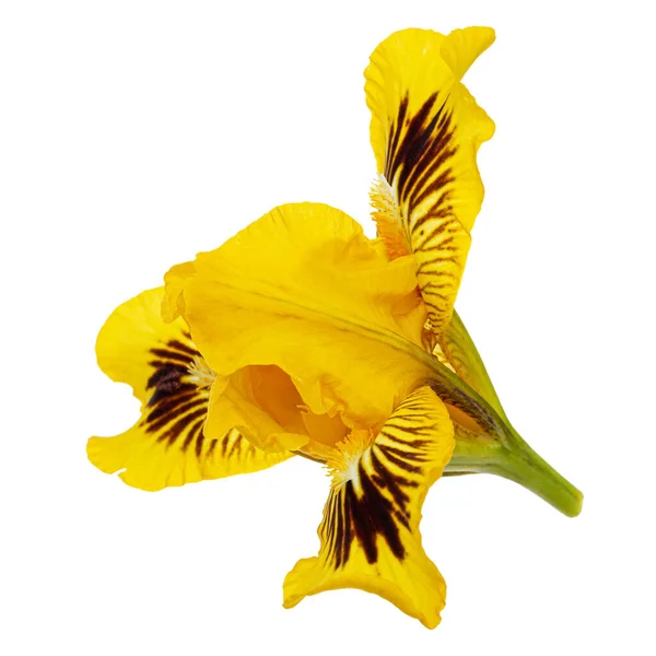 Gelbe Blume Der Iris Isoliert Auf Weißem Hintergrund — Stockfoto