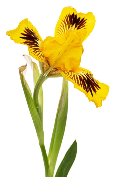 Flor Amarela Íris Isolada Sobre Fundo Branco — Fotografia de Stock