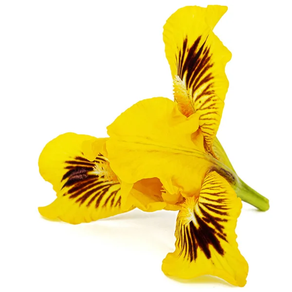 Bunga Iris Kuning Terisolasi Pada Latar Belakang Putih — Stok Foto