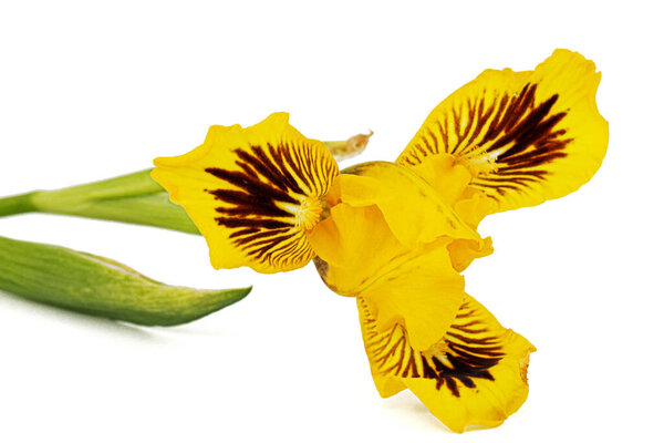 Yellow flower of iris, isolated on white background