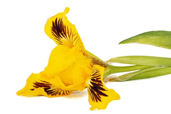 Κίτρινο Λουλούδι Της Ίριδας Απομονωμένο Λευκό Φόντο — Φωτογραφία Αρχείου