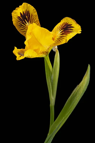 Yellow flower of iris, isolated on black background