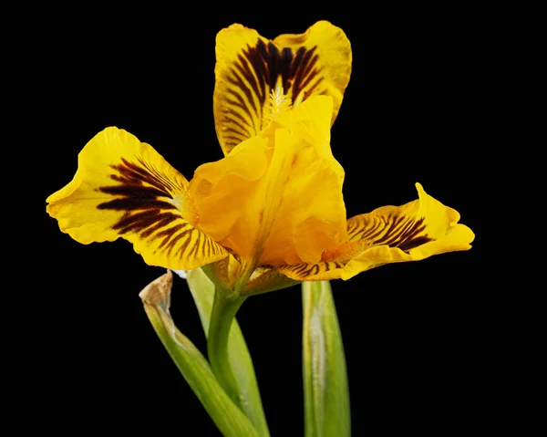 Sarı Zambak Çiçeği Siyah Arkaplanda Izole Edilmiş — Stok fotoğraf