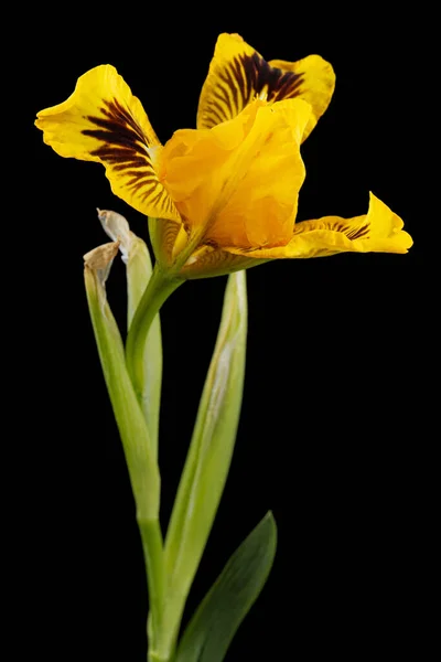 Flor Amarela Íris Isolada Sobre Fundo Preto — Fotografia de Stock