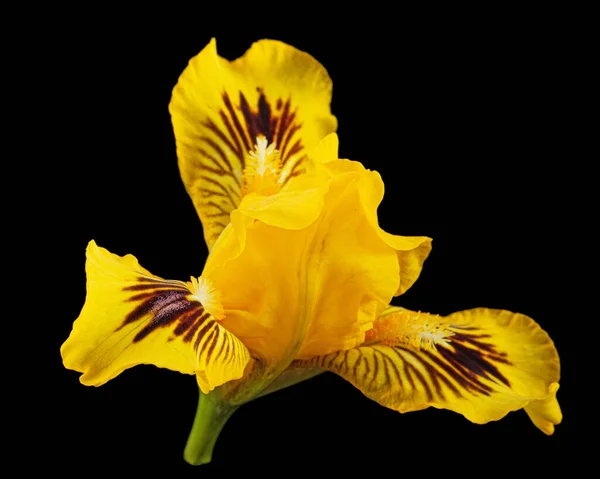 开在黑色背景上的黄色虹膜花 — 图库照片