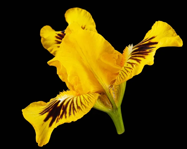 Flor Amarilla Iris Aislada Sobre Fondo Negro — Foto de Stock