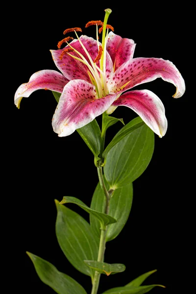 Big Pink White Flower Lily Isolated Black Background — Photo