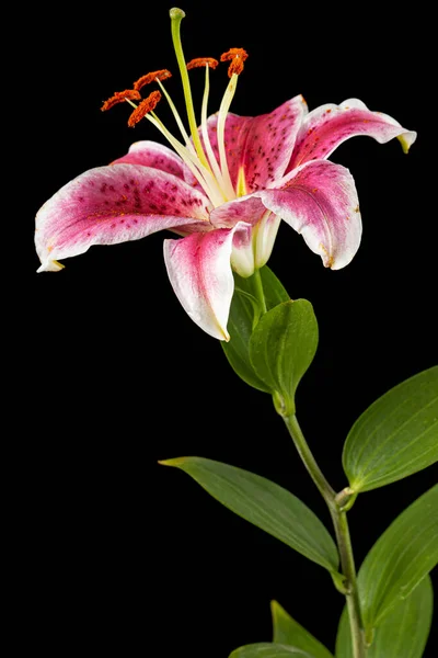 Big Pink White Flower Lily Isolated Black Background — Photo